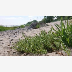 Urtetur EKSTRA med Thomas Guldbk