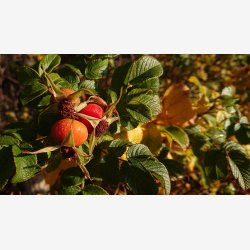 Urtetur EKSTRA med Thomas Guldb�k i 2026