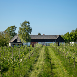Den Vilde Smag p� Pileg�rd Cideri
