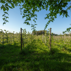 Den Vilde Smag p� Pileg�rd Cideri
