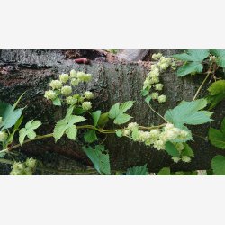 Urtetur EKSTRA med Thomas Guldb�k i 2026