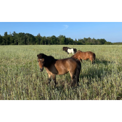 Green Retreat - smag med sjlen