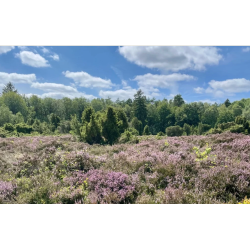 Green Retreat - smag med sjlen